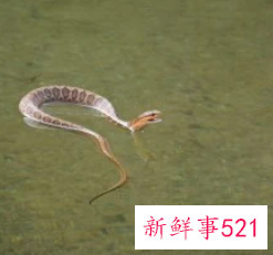 孕妇梦见蛇吞蛇是什么意思