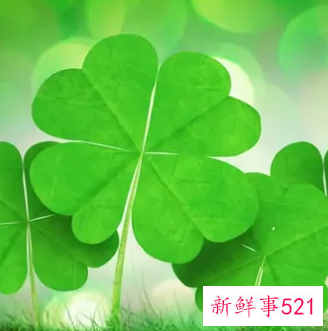 7种象征吉祥好运的花束