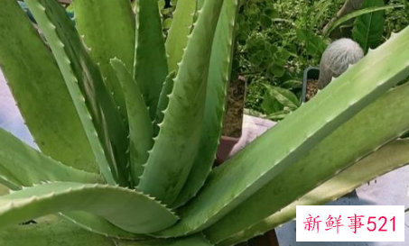 7种象征吉祥好运的花