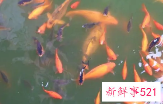 梦见放生金鱼好不好