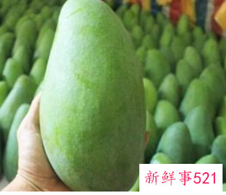芒果好硬怎么催熟
