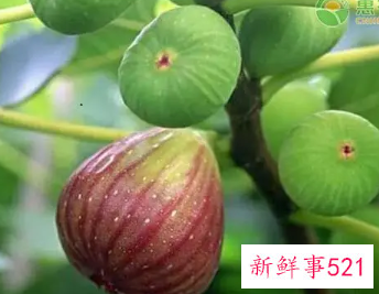 无花果树枝煮水的功效与药用价值