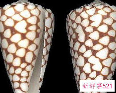 世界上最毒的生物