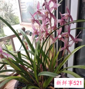 兰花翻盆的时间及方法介绍