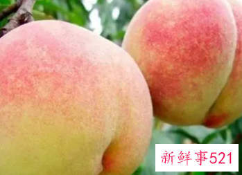 孕妇梦见大桃子是什么意思