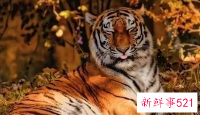 74年属虎女的性格特点