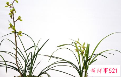 兰花翻盆的时间及方法介绍