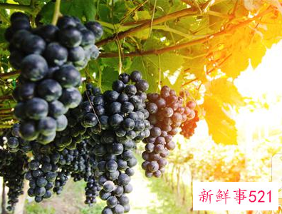 提子煮着吃的功效