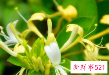 喝什么排毒效果最好