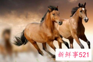 属马的人适合戴什么手串