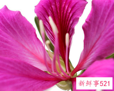 紫荆花和洋紫荆有哪些区别