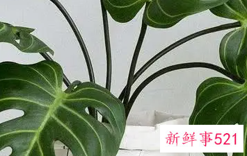 什么植物寓意安心