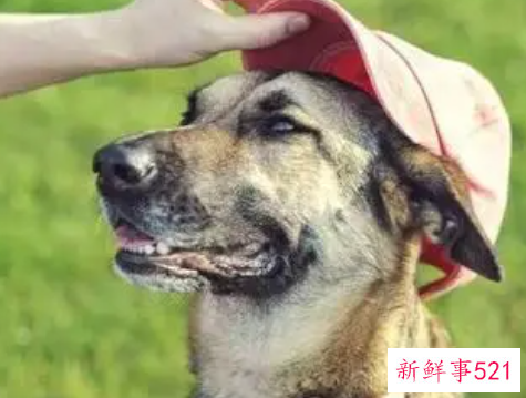 梦见被狗咬代表着什么寓意