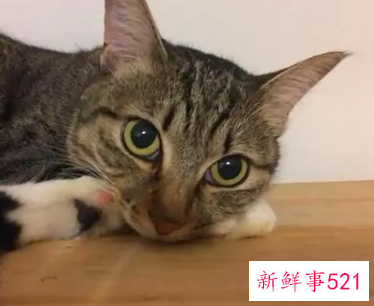 绝对不要收留怀孕流浪猫