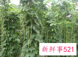 梦见豆角有什么征兆