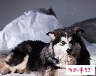 漂亮狗狗排行榜