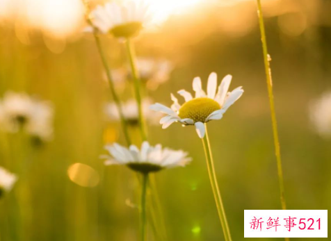 活动工作实施方案