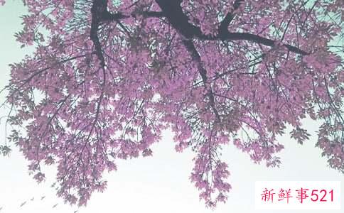 适合秋季穿得韩版卫衣裙分别有哪几款