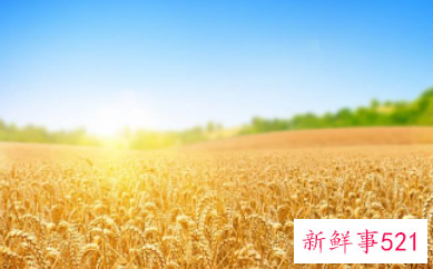 收获的优美句子