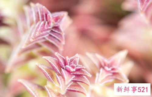 如何防止茜之塔徒长