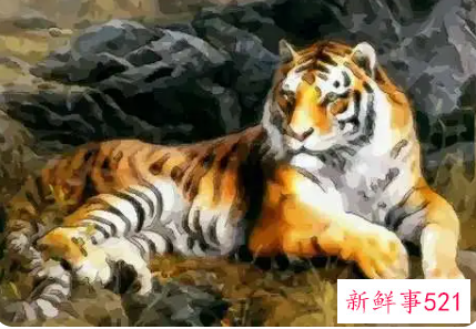 属虎女带什么好招财