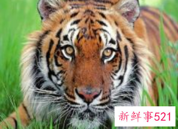 十二生肖2022年的运势