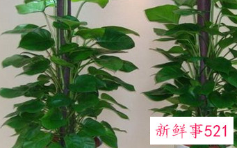 用什么擦家具除甲醛