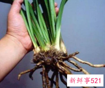 兰花翻盆的时间及方法介绍