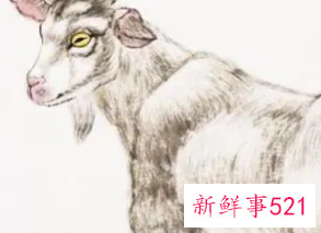 属羊命几月最苦