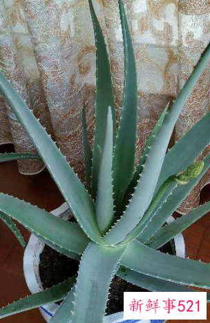 7种象征吉祥好运的花