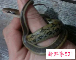 孕妇梦见蛇吞蛇是什么意思