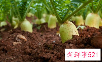 一分钟快速拉出大便方法