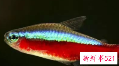 初学养鱼适合养什么鱼