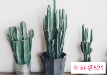 能吸收有害物质的阳台植物