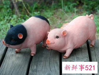 猪和猴几月的最配