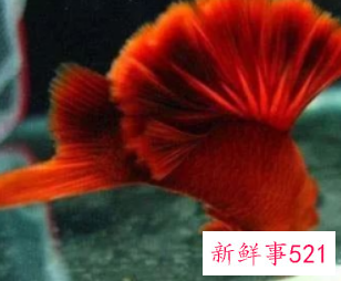 初学养鱼适合养什么鱼