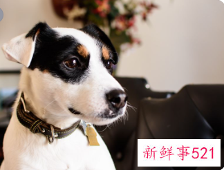 属狗的吉祥物是什么