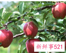 吃苹果的好处和禁忌