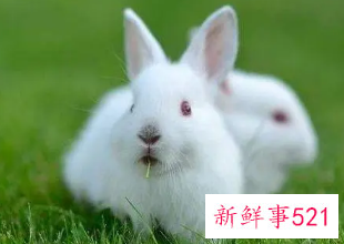 属兔的人网名怎么起的好