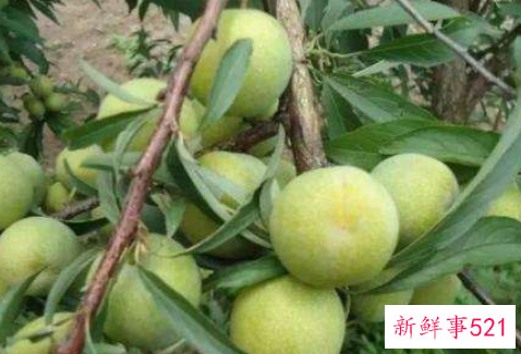 便秘吃李子好处多多