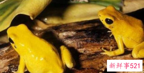 世界上最毒的生物