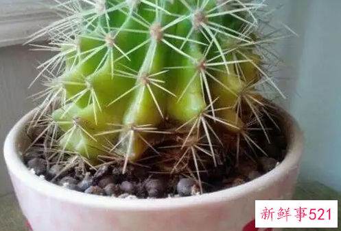 仙人球长斑了怎么办