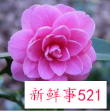 五十岁最漂亮的女人头像