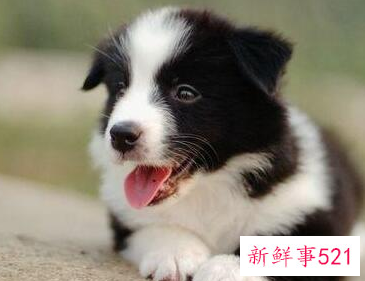 边牧幼犬容易兴奋怎么办