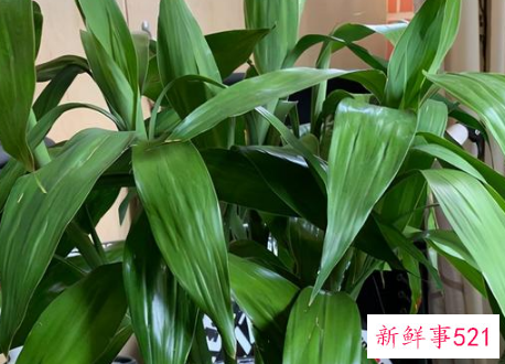 7种象征吉祥好运的花