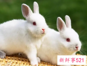 属兔的女人适合佩戴什么首饰