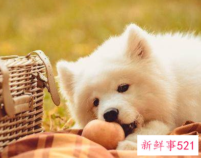 漂亮狗狗排行榜