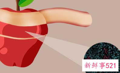 吃苹果不削皮的危害