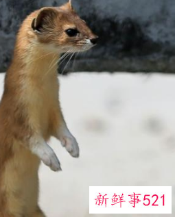 打死黄鼠狼会得报应吗