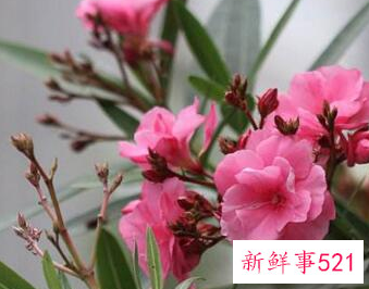 世界上最毒的生物